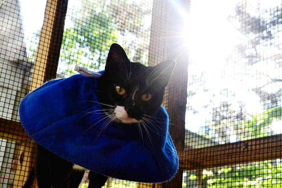 cat Lucky after bladder surgery