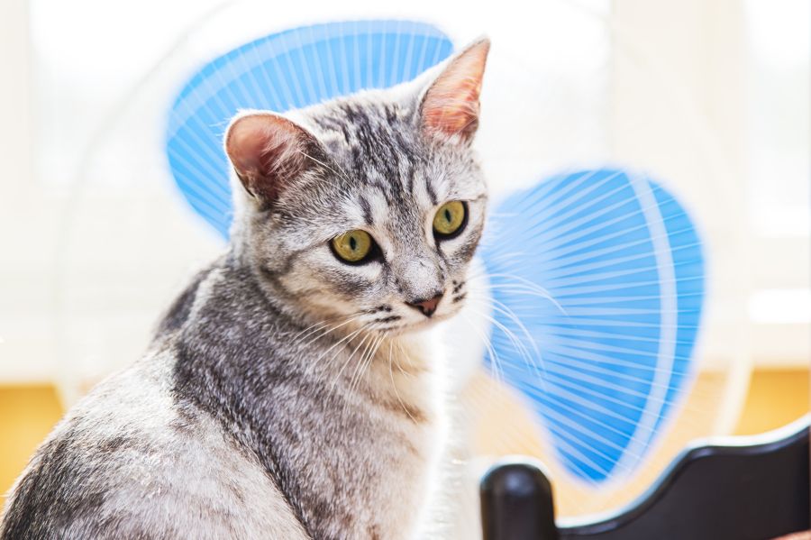 gray tabby cat