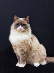 Matilda the Algonquin Cat