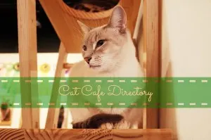 cat-cafe-directory-large