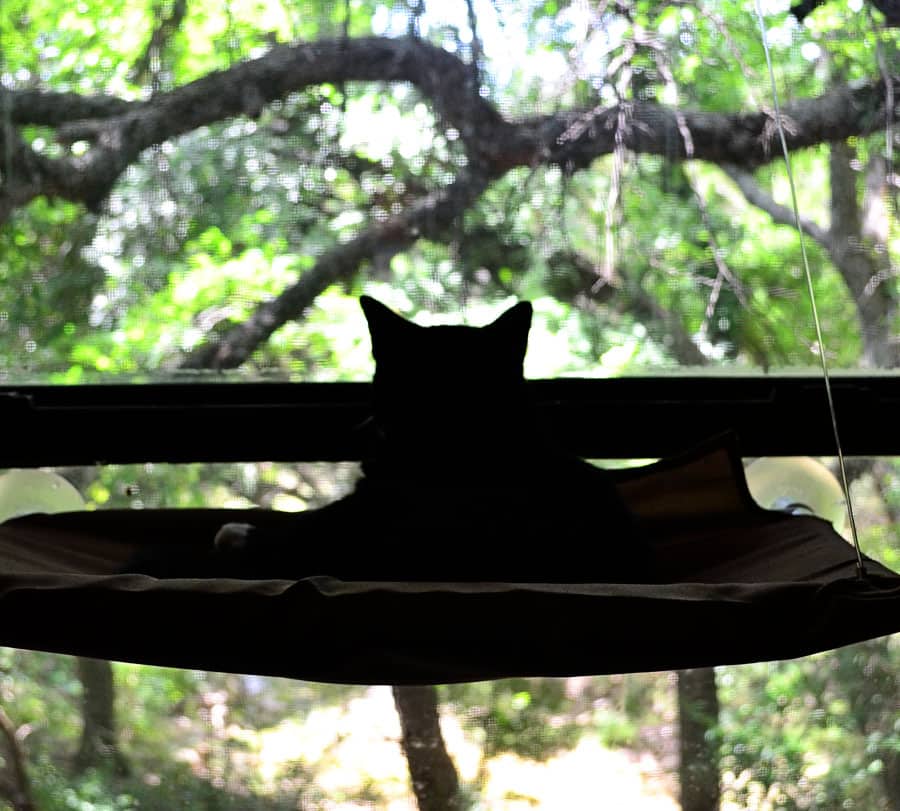 lucky-perch