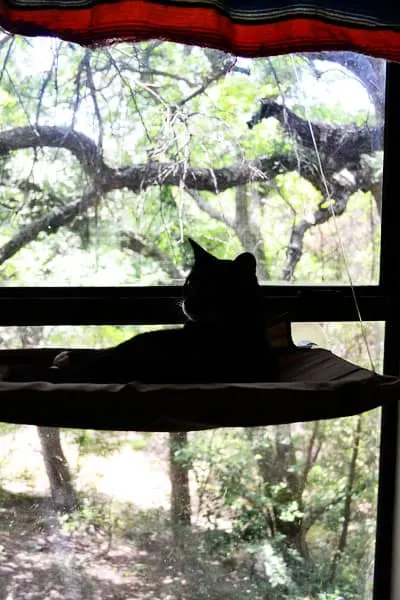 lucky-window-perch
