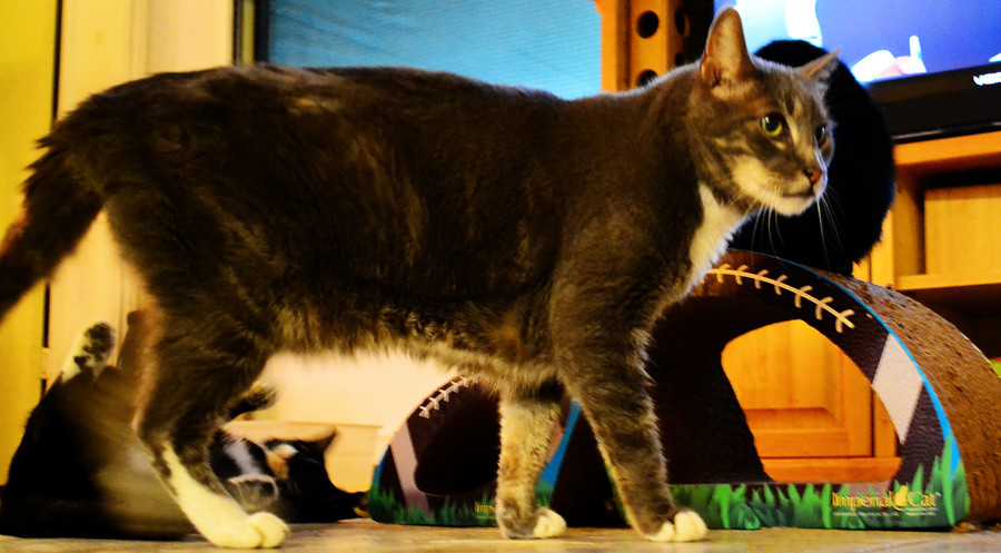 inca-lucky-linus-scratcher