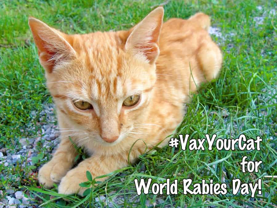 vaxyourcat