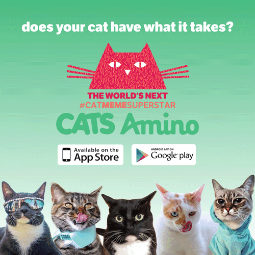 cat-graphic