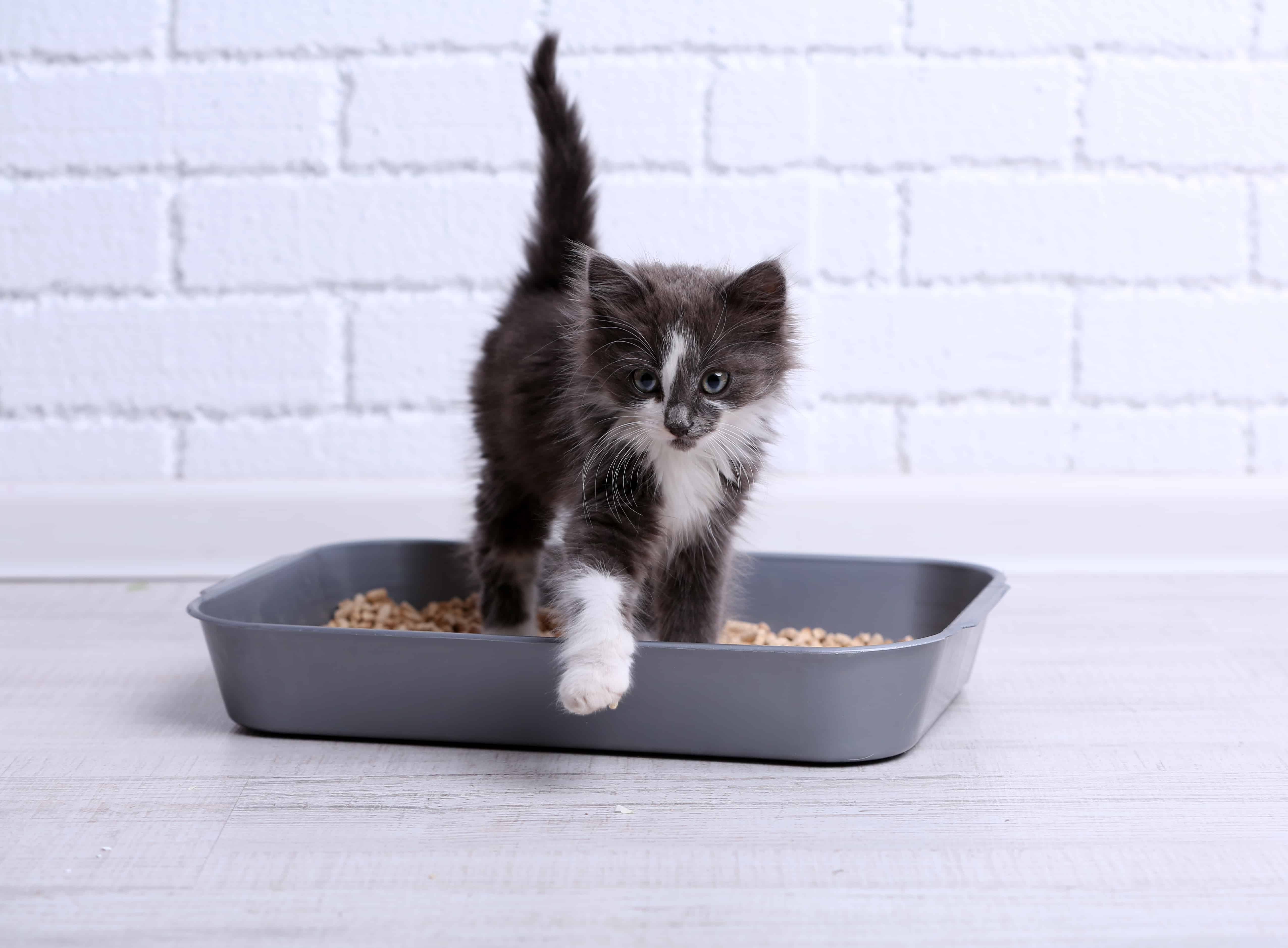 10 Ways to Help Your Cat Love the Litterbox CatTipper