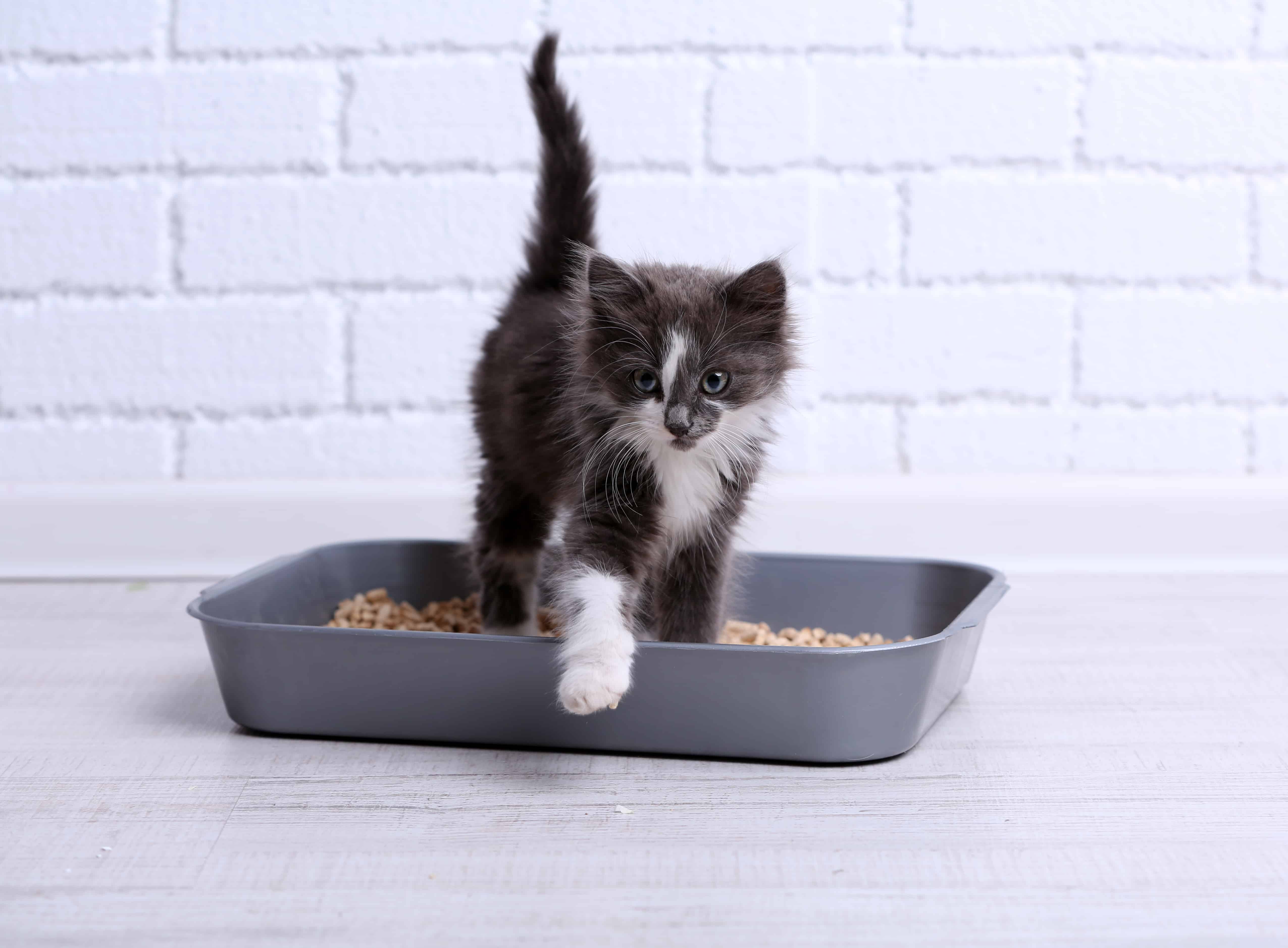 kitten in litterbox