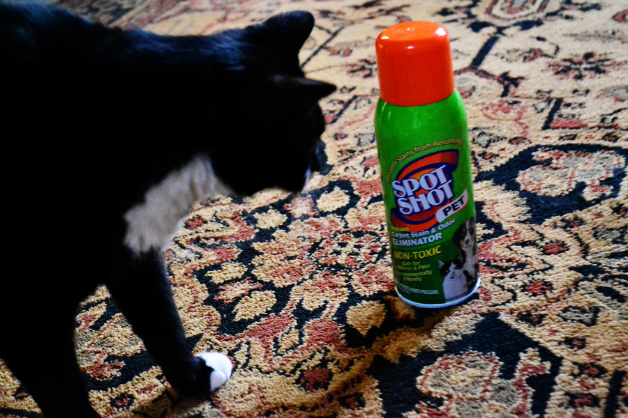 cat looking at can of Spot Shot Pet