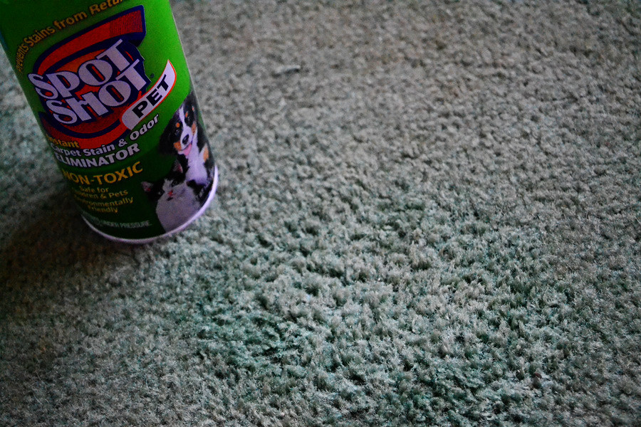 carpet after cleaning stain with Spot Shot