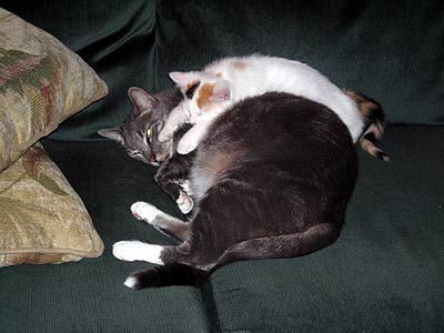 linus-coco-1