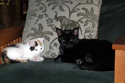 coco-inca