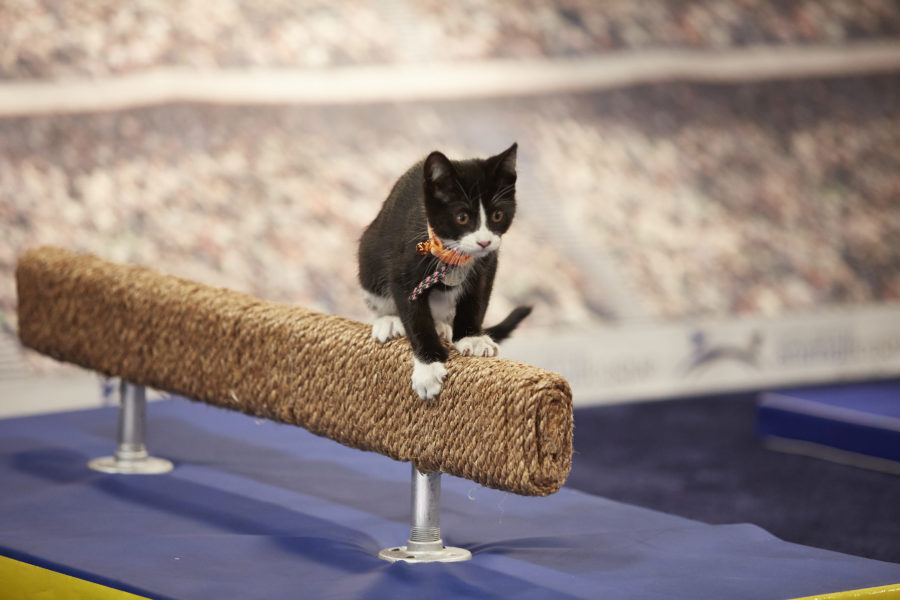 "Kitten Summer Games" is hosted by Beth Stern with announcers Mary Carillo and David Frei and features the nation's most athletic and adoptable kittens competing in a series of sporting events. Cat-letes will compete in competitions including kitten gymnastics with balance beam, uneven bars, rings and floor exercises, de-CAT-hlon with track and field, pole vault and high jump, as well as volleyball, tennis and wrestling. Who will bring home a gold, silver or bronze medal? Photo: Credit: Copyright 2016 Crown Media United States LLC/Photographer: Marc Lemoine