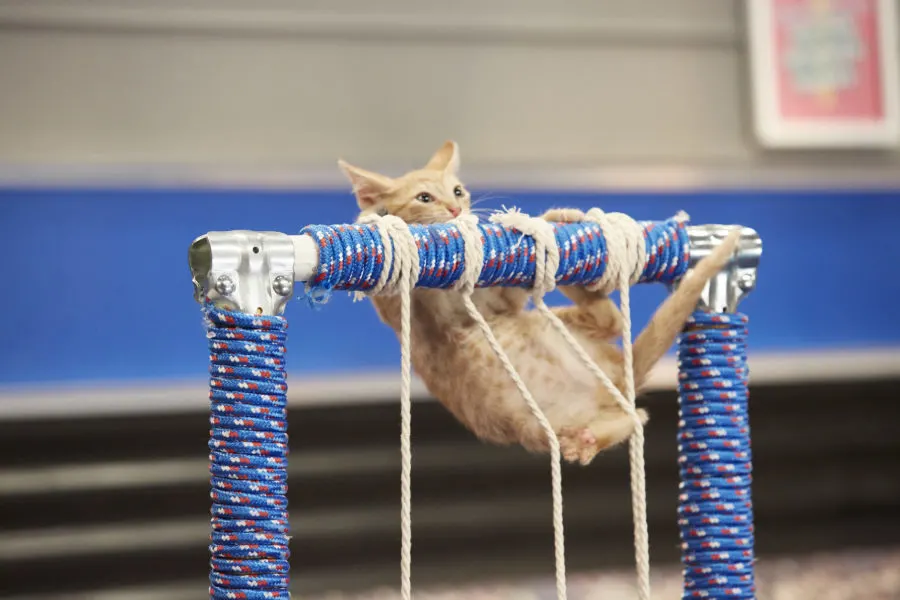 "Kitten Summer Games" is hosted by Beth Stern with announcers Mary Carillo and David Frei and features the nation's most athletic and adoptable kittens competing in a series of sporting events. Cat-letes will compete in competitions including kitten gymnastics with balance beam, uneven bars, rings and floor exercises, de-CAT-hlon with track and field, pole vault and high jump, as well as volleyball, tennis and wrestling. Who will bring home a gold, silver or bronze medal? Photo: Credit: Copyright 2016 Crown Media United States LLC/Photographer: Marc Lemoine
