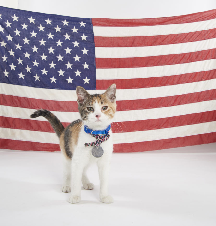"Kitten Summer Games" is hosted by Beth Stern with announcers Mary Carillo and David Frei and features the nation's most athletic and adoptable kittens competing in a series of sporting events. Cat-letes will compete in competitions including kitten gymnastics with balance beam, uneven bars, rings and floor exercises, de-CAT-hlon with track and field, pole vault and high jump, as well as volleyball, tennis and wrestling. Who will bring home a gold, silver or bronze medal? Photo: Credit: Copyright 2016 Crown Media United States LLC/Photographer: Marc Lemoine