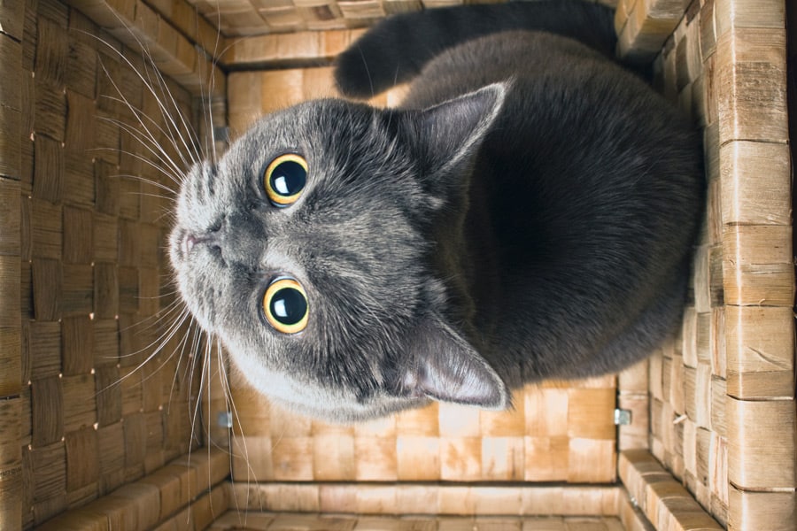 cat-Depositphotos_14471829_original
