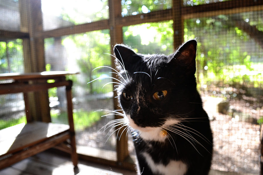 lucky-closeup2