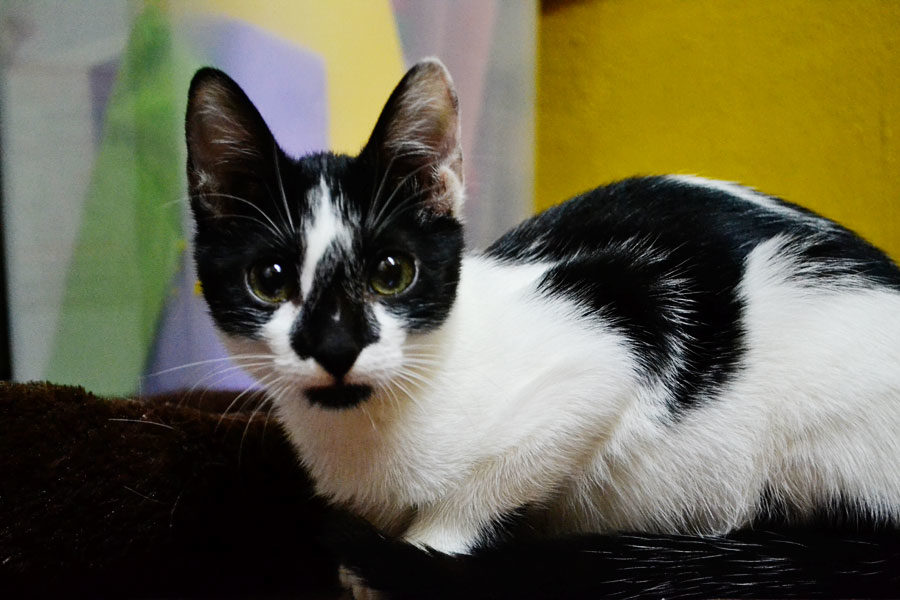kitten1