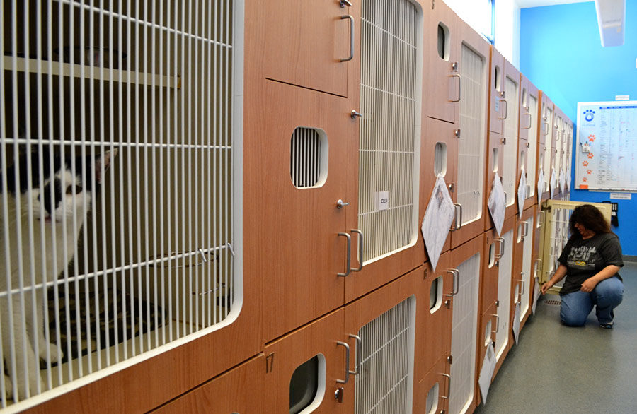 cat-room