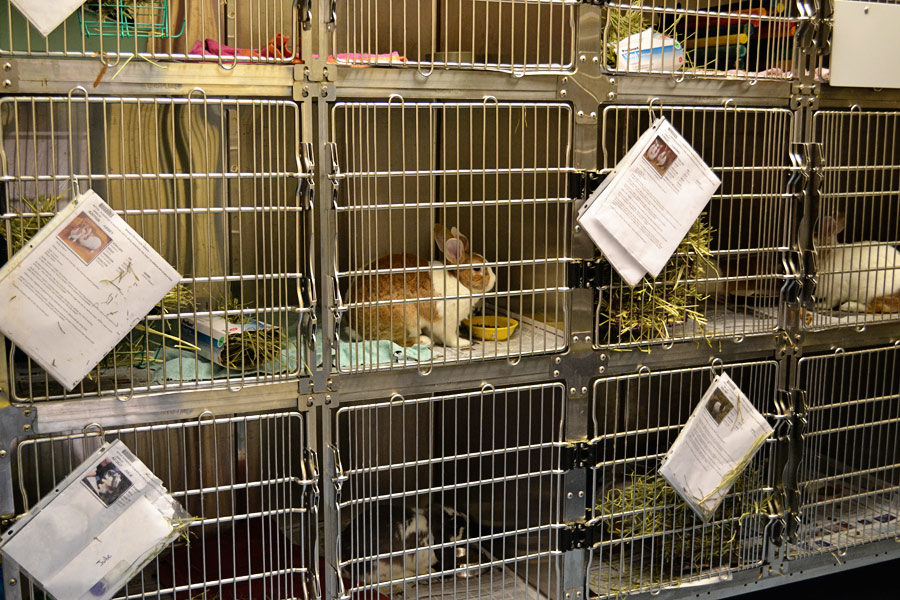 rabbits