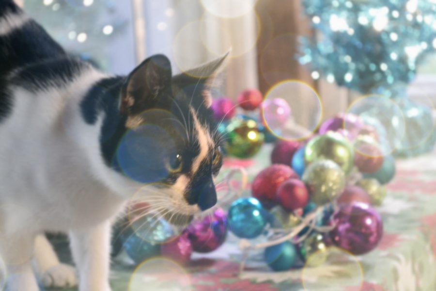 ochi-bokeh
