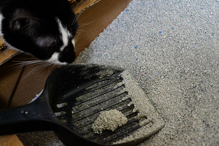scooping litterbox