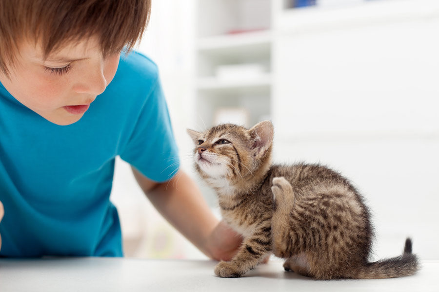 CAT WITH FLEAS