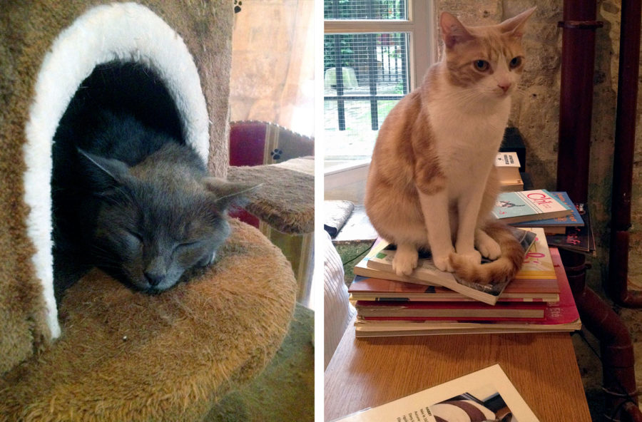 Le Cafe des Chats cats