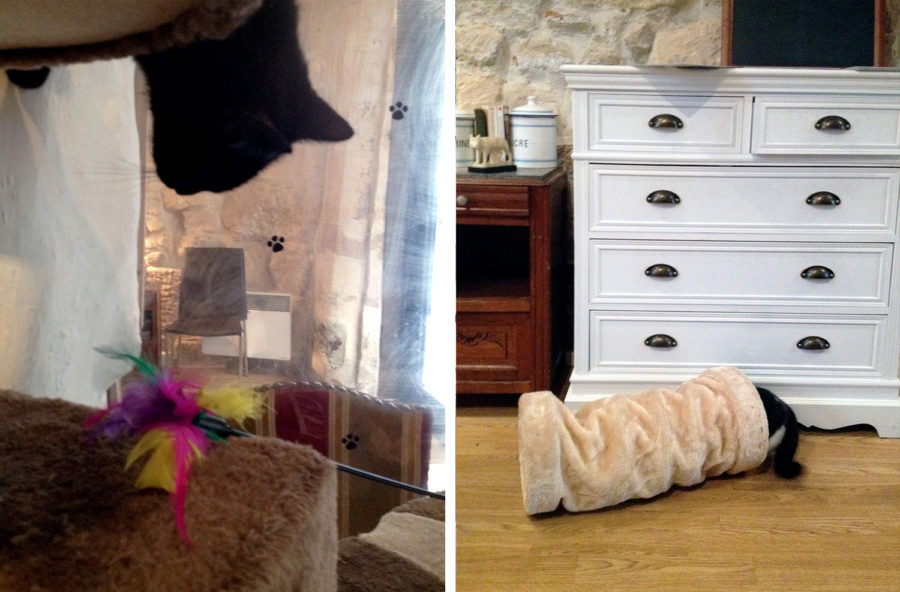 cats at french cat cafe