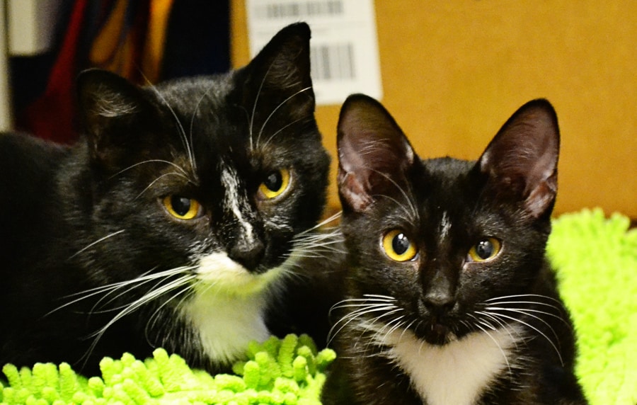 two kittens