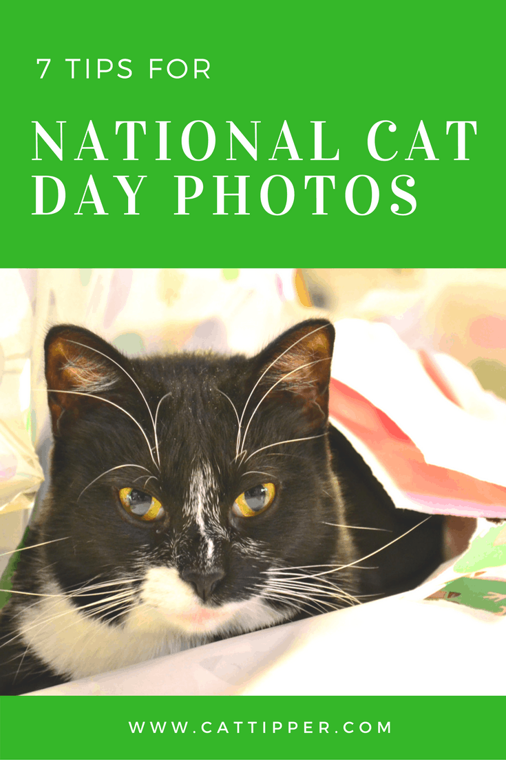 National Cat Day -- photo tips for cats