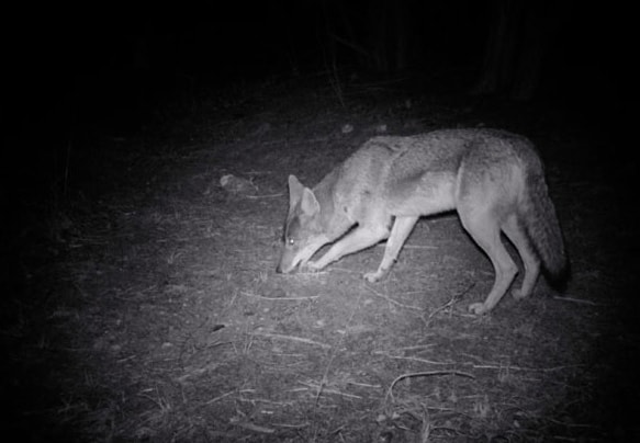coyote