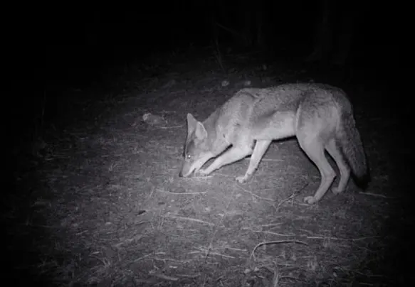 coyote