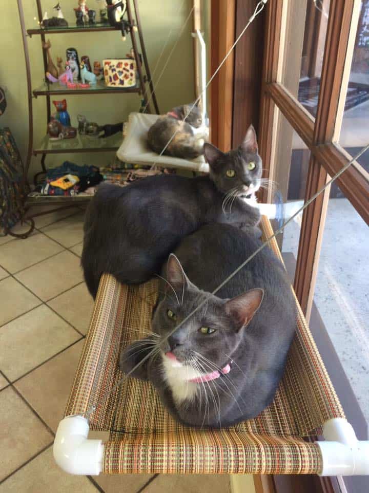 cat cafe in california: The Purrfect Cat Cat and Adoption Center