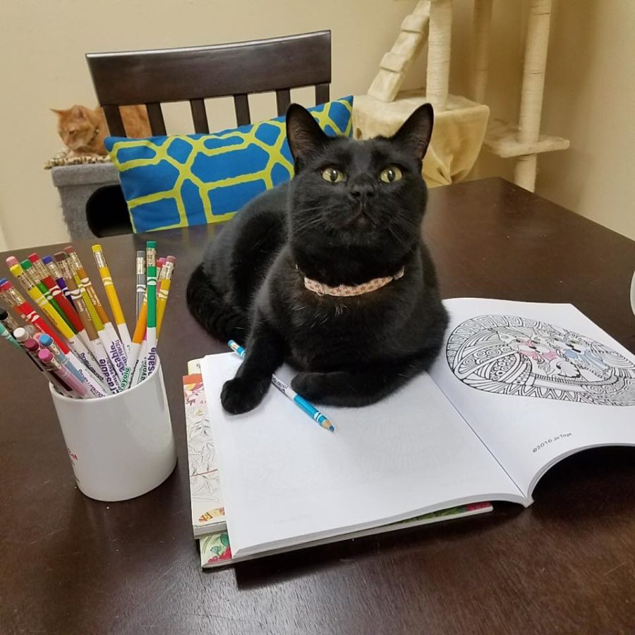 California cat cafe: The Purrfect Cat Cat and Adoption Center, Camarillo, California