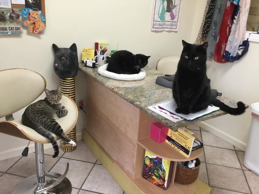 adoptable cats at The Purrfect Cat Cat and Adoption Center, Camarillo, California