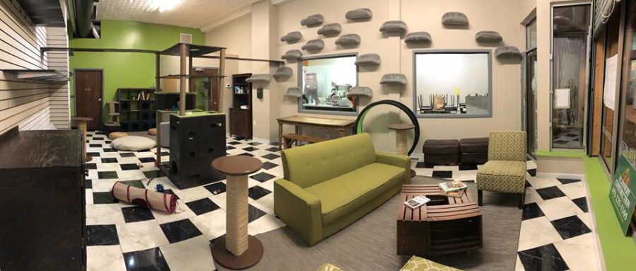 cat cafe in minneapolis