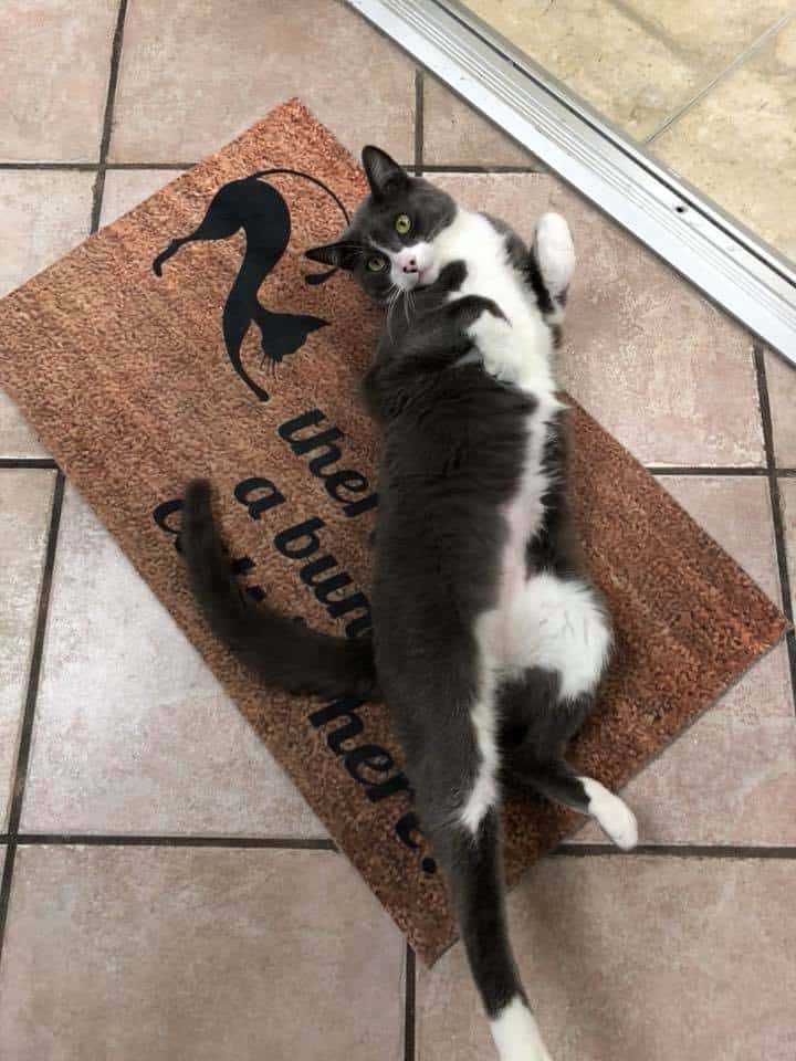 The Purrfect Cat Cat and Adoption Center, Camarillo, California