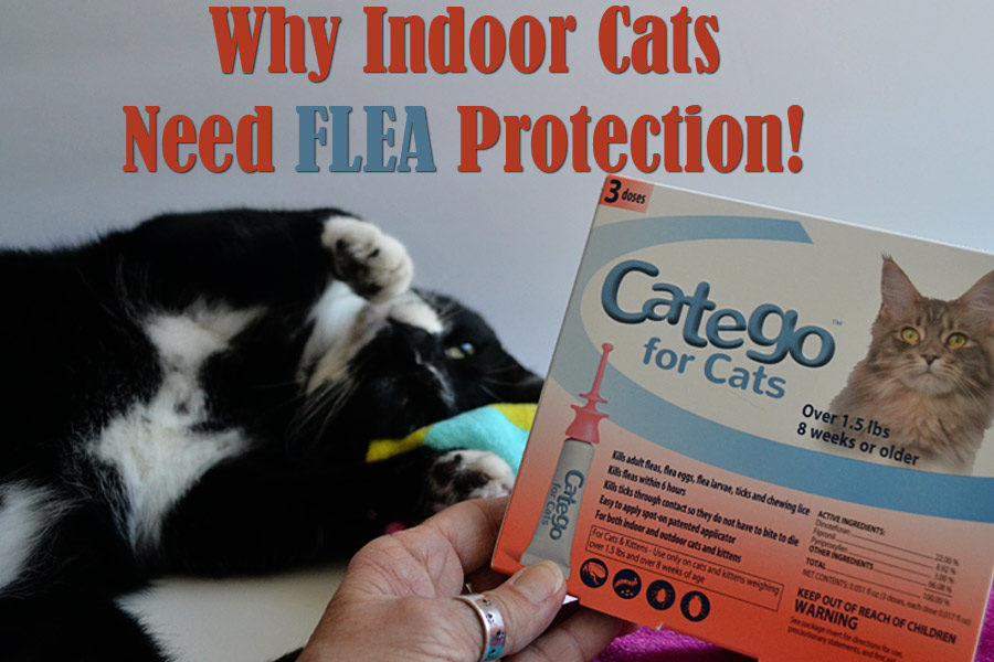 Why Indoor Cats Need Flea Protection! CategoCat CatTipper