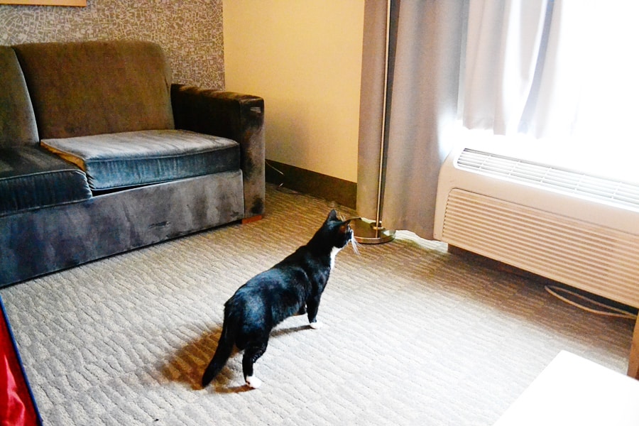 cat at cat-friendly hotel room