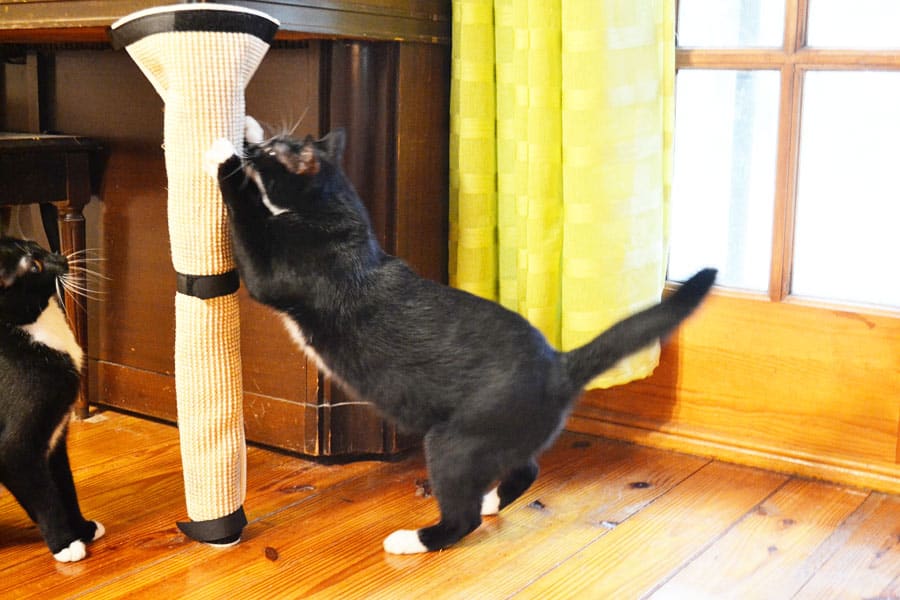 cat scratching post