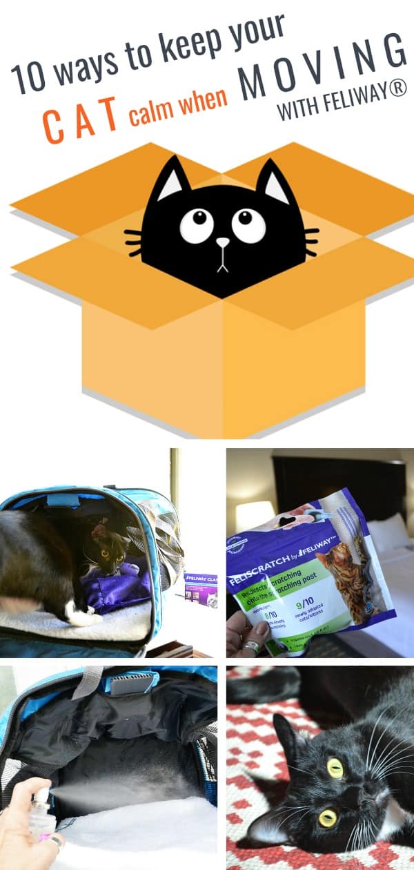 10 ways to keep your cat calm when moving