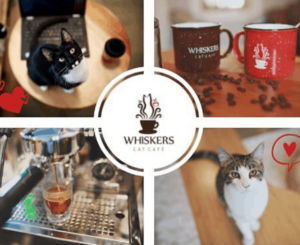 Whiskers Cat Cafe, Kansas City, Missouri