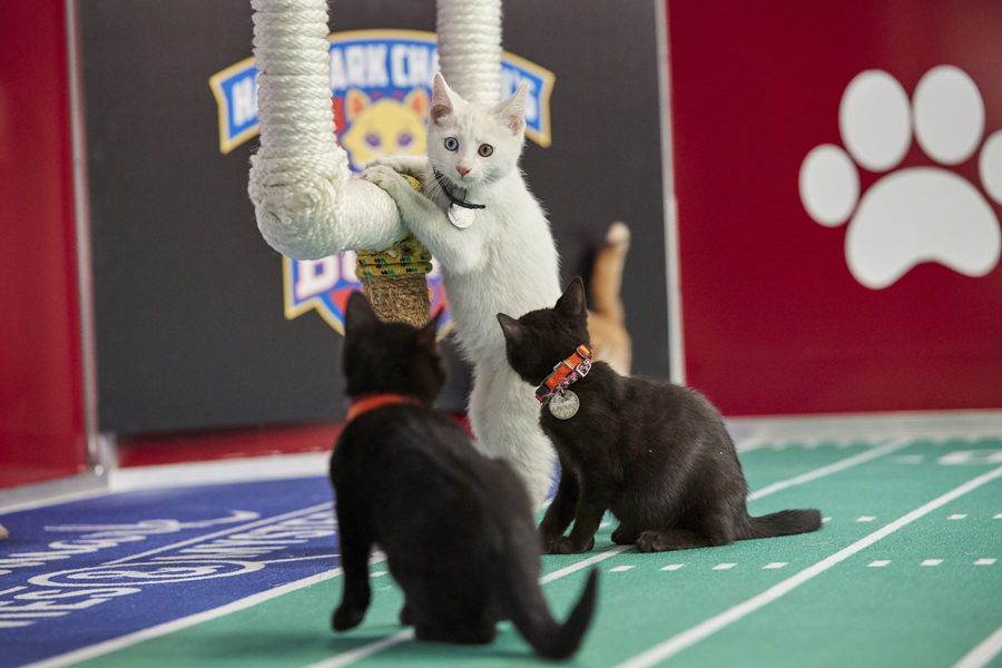 Kitten Bowl