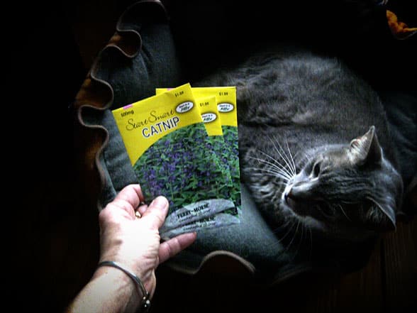 grow catnip for cats