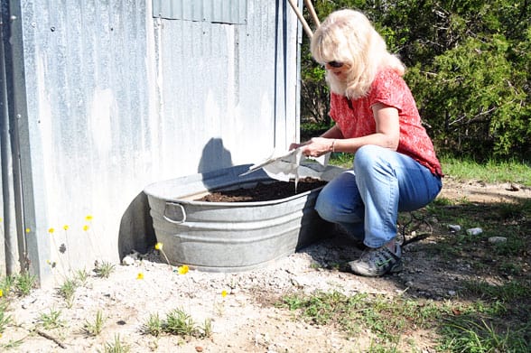 how to grow catnip