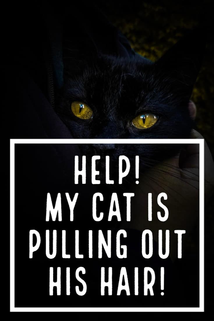 cat pulling out his fur