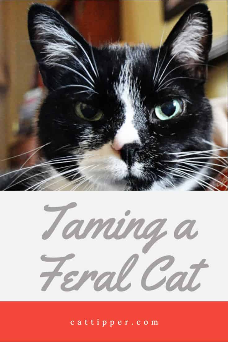 Taming a Feral Cat