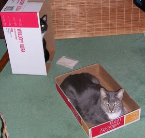 two cats in boxes
