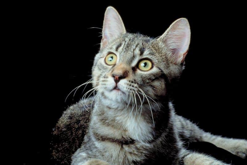 Bob Barker Asks UVA to End Use of Cats in Training