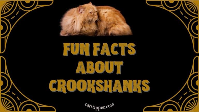 Crookshanks Cat Name {Fun Facts About Hermione Granger’s Cat}